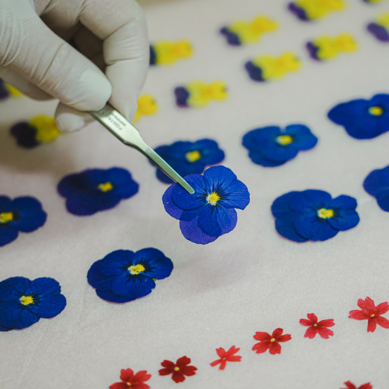 Umami Insider - Pressed Dried Edible Flowers