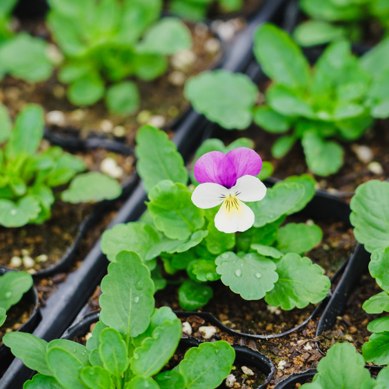 Umami Insider - Pressed Dried Edible Flowers